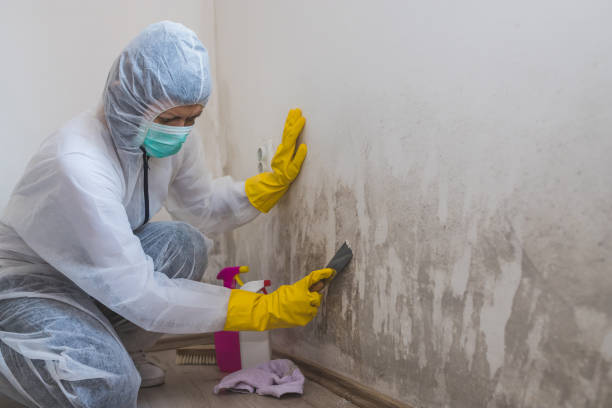 Twentynine Palms, CA Mold Removal Company